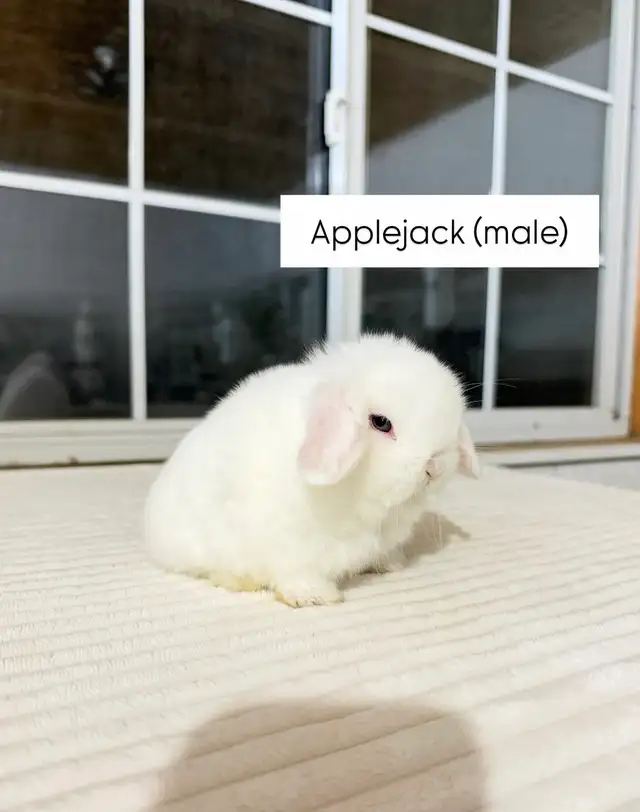 Adorable Holland Lop baby bunnies