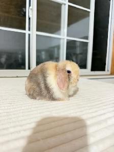 Adorable Holland Lop baby bunnies - Photo 4