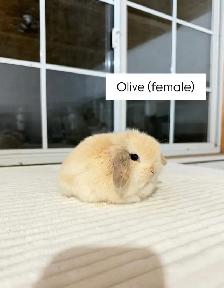Adorable Holland Lop baby bunnies - Photo 5