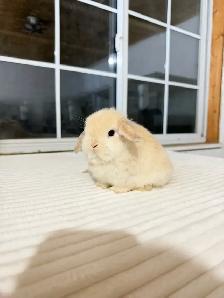 Adorable Holland Lop baby bunnies - Photo 6
