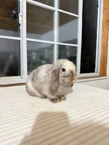 Sweet Female Holland Lop bunny