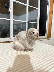 Sweet Female Holland Lop bunny - Photo 2