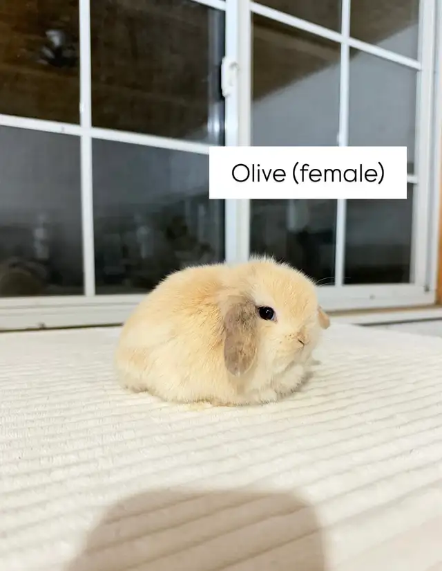 Adorable Holland Lop baby bunnies