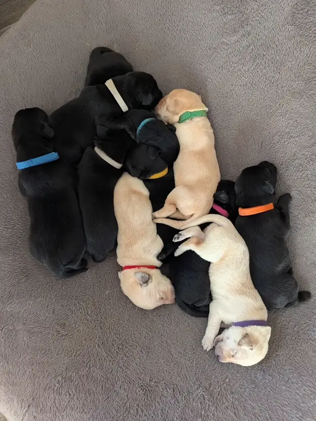 Registered Working Labradors