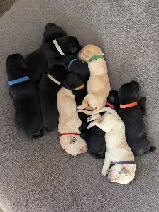 Registered Working Labradors