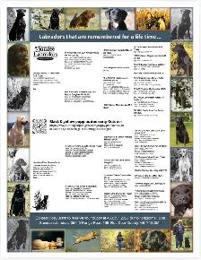 Registered Working Labradors - Photo 2