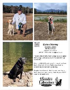 Registered Working Labradors - Photo 3
