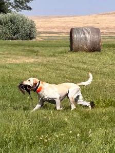 Registered Working Labradors - Photo 4