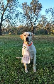 Registered Working Labradors - Photo 5