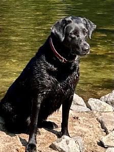 Registered Working Labradors - Photo 6