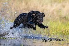 Registered Working Labradors - Photo 7