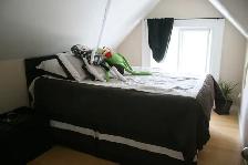 Charming 2BR Victorian Top Floor – Bright & Updated - Photo 10