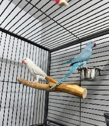 INDIAN RING NECK PARROTS FOR SALE