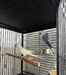 INDIAN RING NECK PARROTS FOR SALE - Photo 2