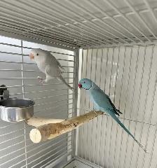 INDIAN RING NECK PARROTS FOR SALE - Photo 3