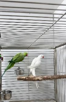 INDIAN RING NECK PARROTS FOR SALE - Photo 4
