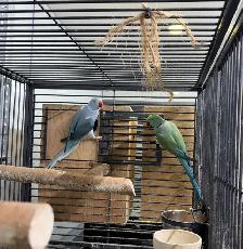 INDIAN RING NECK PARROTS FOR SALE - Photo 8