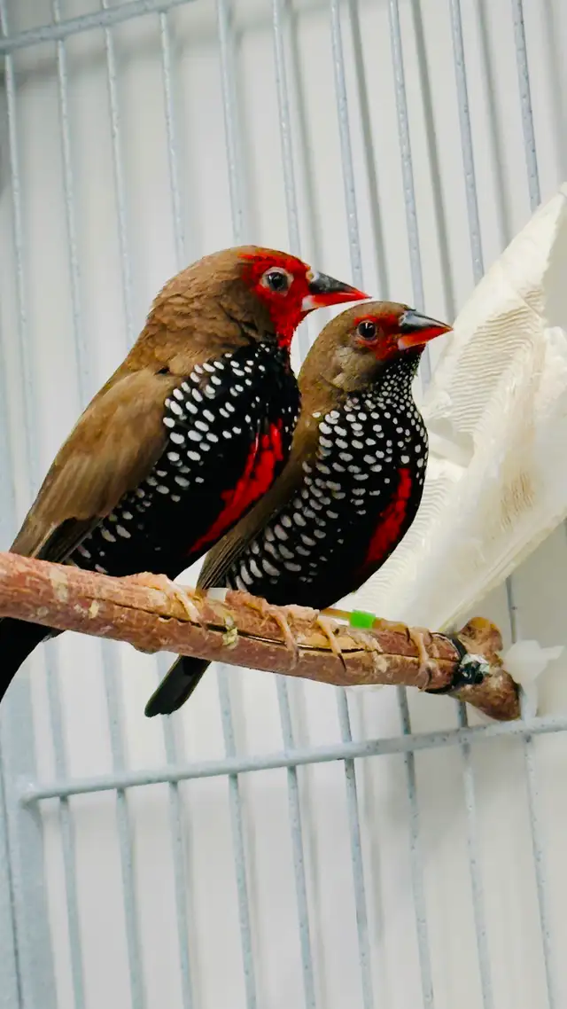 Painted Fire Finch (Breeding Pair)