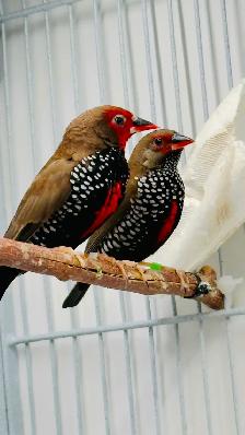 Painted Fire Finch (Breeding Pair)