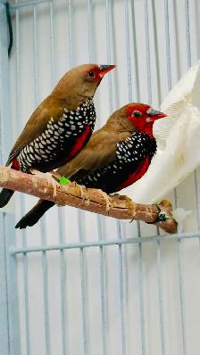 Painted Fire Finch (Breeding Pair) - Photo 2