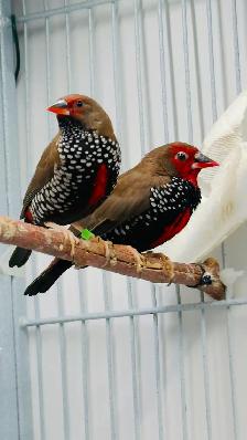 Painted Fire Finch (Breeding Pair) - Photo 3