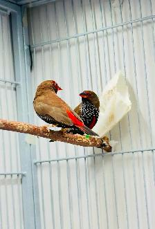 Painted Fire Finch (Breeding Pair) - Photo 4