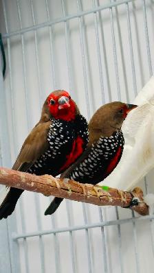 Painted Fire Finch (Breeding Pair) - Photo 5