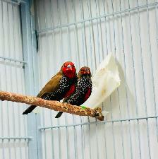 Painted Fire Finch (Breeding Pair) - Photo 6