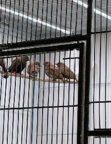 Painted Fire Finch (Breeding Pair) - Photo 7