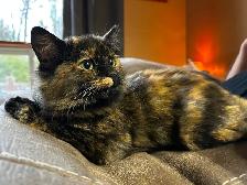 Approximately 3 and a half month kitten - Photo 2