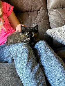 Approximately 3 and a half month kitten - Photo 3