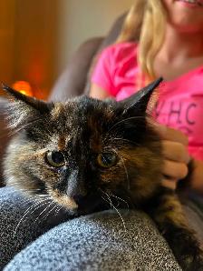 Approximately 3 and a half month kitten - Photo 4
