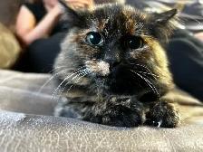 Approximately 3 and a half month kitten - Photo 5