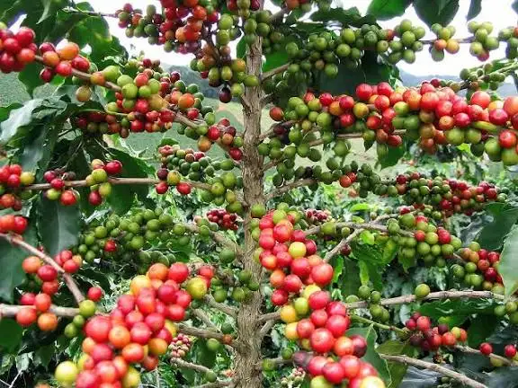 Green coffee beansTanzania Peaberry