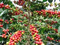 Green coffee beansTanzania Peaberry