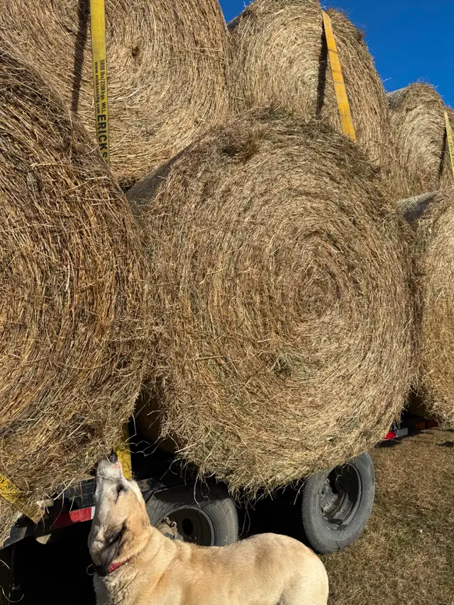 Hay Bales