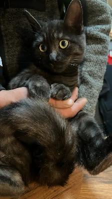 kitten looking for home