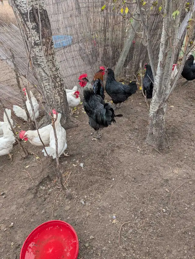 chicken for sale