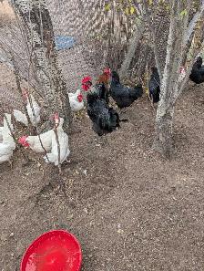 chicken for sale
