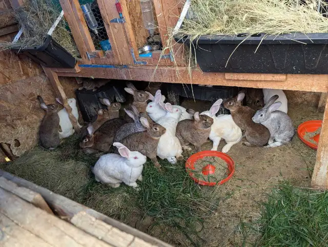 Rabbits for sale