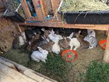 Rabbits for sale
