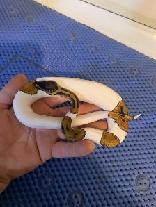 ball pythons available - Photo 3