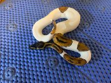 ball pythons available - Photo 4