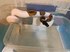 ball pythons available - Photo 5