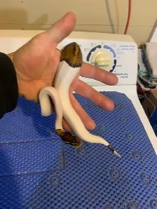 ball pythons available - Photo 9
