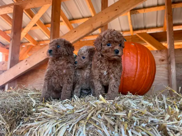 Toy Poodle Puppies - 7 Weeks Old