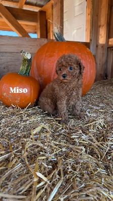 Toy Poodle Puppies - 7 Weeks Old - Photo 2