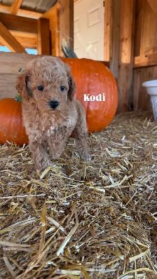 Toy Poodle Puppies - 7 Weeks Old - Photo 3