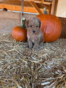 Toy Poodle Puppies - 7 Weeks Old - Photo 4