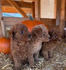 Toy Poodle Puppies - 7 Weeks Old - Photo 5